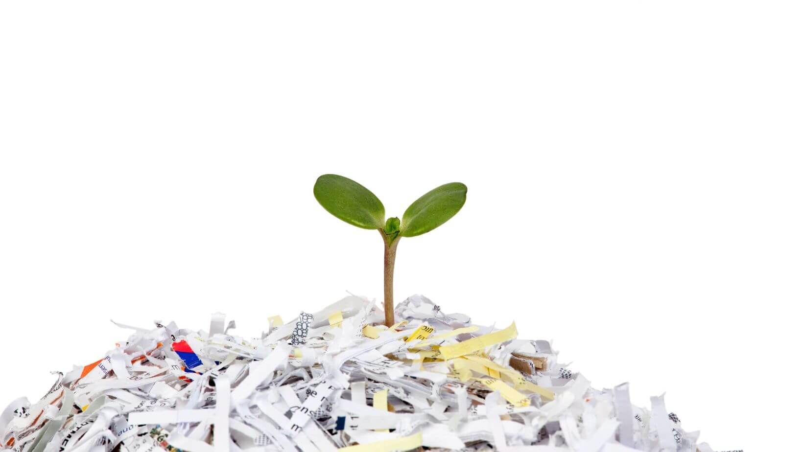 Sprout poking out of shredded paper